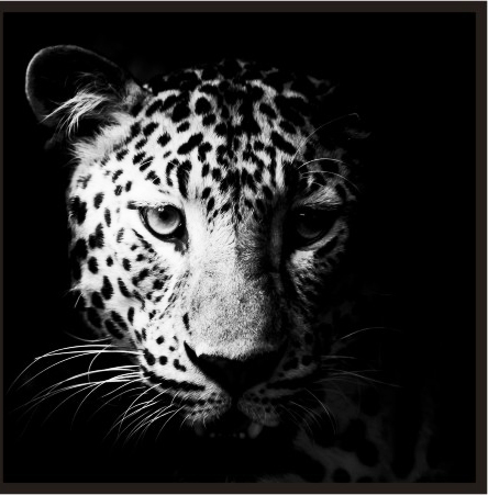 ASP004C Wall Décor art on acrylic PVC wildlife leopard